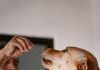 Puppy Training Mistakes You Should Avoid This Year