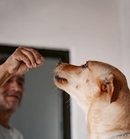 Puppy Training Mistakes You Should Avoid This Year