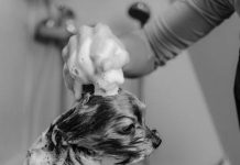 The Best Puppy Shampoos for a Healthy Coat