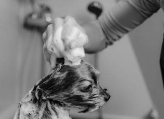 The Best Puppy Shampoos for a Healthy Coat