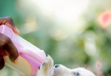How to Adjust Puppy Feeding as They Grow and Develop