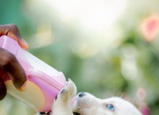 How to Adjust Puppy Feeding as They Grow and Develop