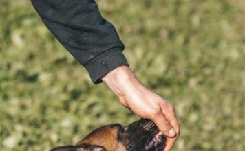 Puppy Feeding Guide: How to Choose the Right Food