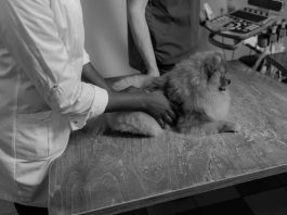 Essential Puppy Health Care Tips for First Time Owners