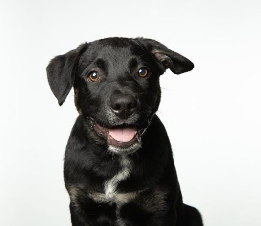 How to Teach Your Puppy to Wait Patiently for Food How to Teach Your Puppy to Wait Patiently for Food