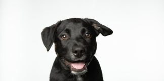 Puppy Training Tips for Building Confidence