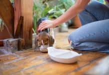 Puppy Feeding Mistakes That Can Lead to Weight Gain