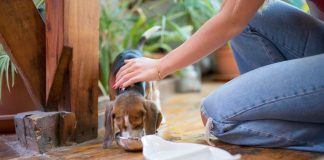 Puppy Feeding Mistakes That Can Lead to Weight Gain