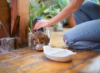 Puppy Feeding Mistakes That Can Lead to Weight Gain