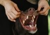 How to Keep Your Puppys Teeth Free of Plaque