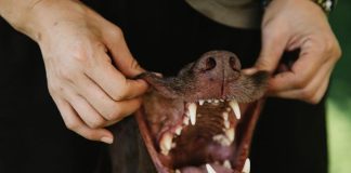 How to Keep Your Puppys Teeth Free of Plaque