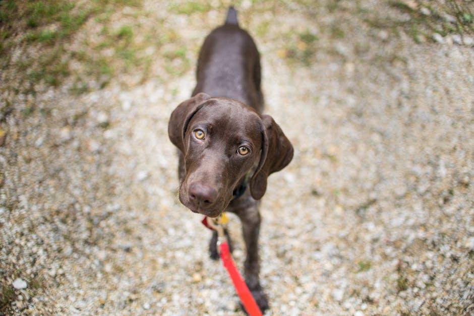 Nourishing Your Puppys Eyes for a Healthy Glow