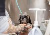 How to Bathe Your Puppy Without Causing Stress