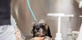 How to Bathe Your Puppy Without Causing Stress