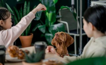 How to Avoid Common Puppy Feeding Mistakes