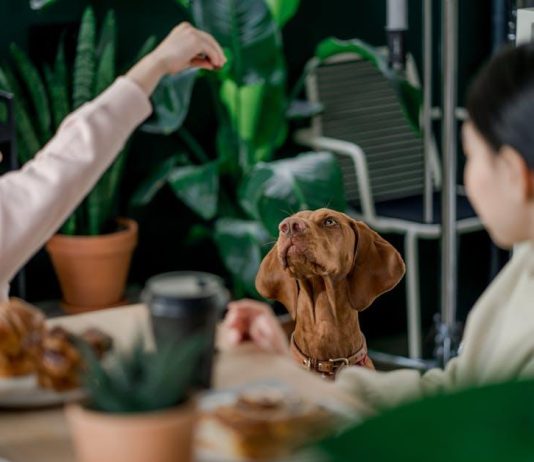 How to Avoid Common Puppy Feeding Mistakes