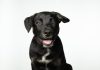 Best Puppy Training Practices for Handling Disobedience