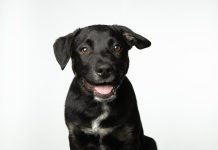 Best Puppy Training Practices for Handling Disobedience