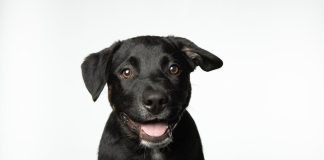 Best Puppy Training Practices for Handling Disobedience