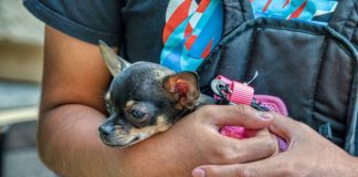 How to Keep Your Puppys Coat Shiny and Healthy