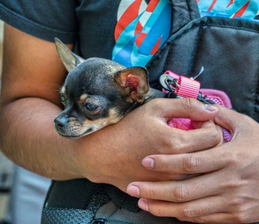 How to Keep Your Puppys Coat Shiny and Healthy