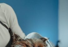 How to Give Your Puppy the Perfect Bath at Home