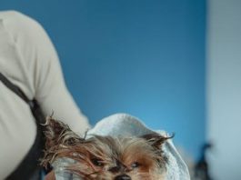 How to Give Your Puppy the Perfect Bath at Home