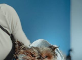 How to Give Your Puppy the Perfect Bath at Home