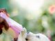 How to Feed Your Puppy Without Overfeeding