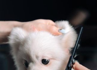 How to Keep Your Puppy Calm During Grooming Sessions