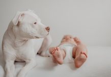 Best Ways to Keep Your Puppys Teeth Strong and Clean