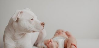 Best Ways to Keep Your Puppys Teeth Strong and Clean