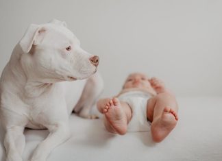 Best Ways to Keep Your Puppys Teeth Strong and Clean