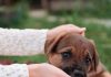 How to Keep Your Puppys Eyes and Ears Healthy