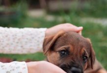 How to Keep Your Puppys Eyes and Ears Healthy