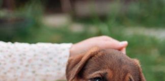 How to Keep Your Puppys Eyes and Ears Healthy