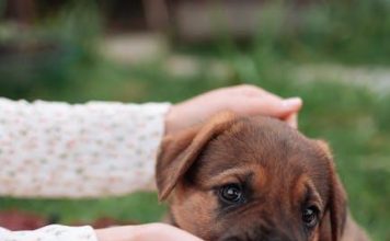How to Keep Your Puppys Eyes and Ears Healthy