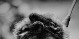 How to Stop Your Puppy From Pulling on the Leash
