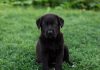 Essential Daily Pet Care Tips for a Happy Puppy