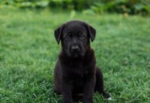 Essential Daily Pet Care Tips for a Happy Puppy