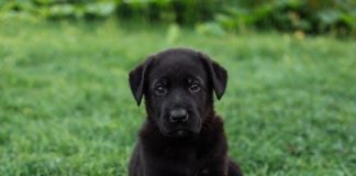 Essential Daily Pet Care Tips for a Happy Puppy