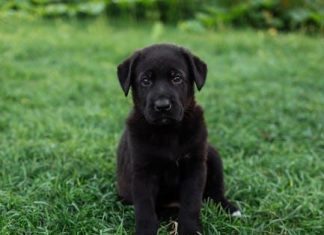 Essential Daily Pet Care Tips for a Happy Puppy