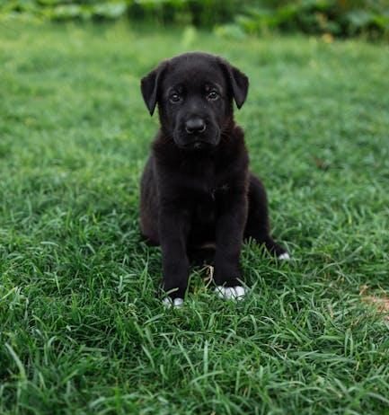 Essential Daily Pet Care Tips for a Happy Puppy