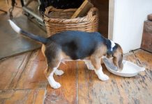 How to Plan Puppy Meals That Promote Healthy Digestion