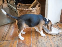 How to Plan Puppy Meals That Promote Healthy Digestion