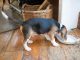 How to Plan Puppy Meals That Promote Healthy Digestion