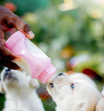 Puppy Health Tips to Prevent Sickness and Disease Puppy Health Tips to Prevent Sickness and Disease