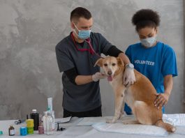 The Ultimate Guide to Puppy Vaccinations This Year