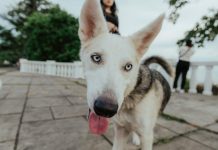 How to Help Your Puppy Adjust to New People and Pets How to Help Your Puppy Adjust to New People and Pets