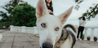 How to Help Your Puppy Adjust to New People and Pets